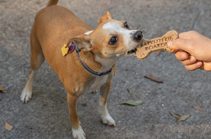 Creative K9 Cuisine