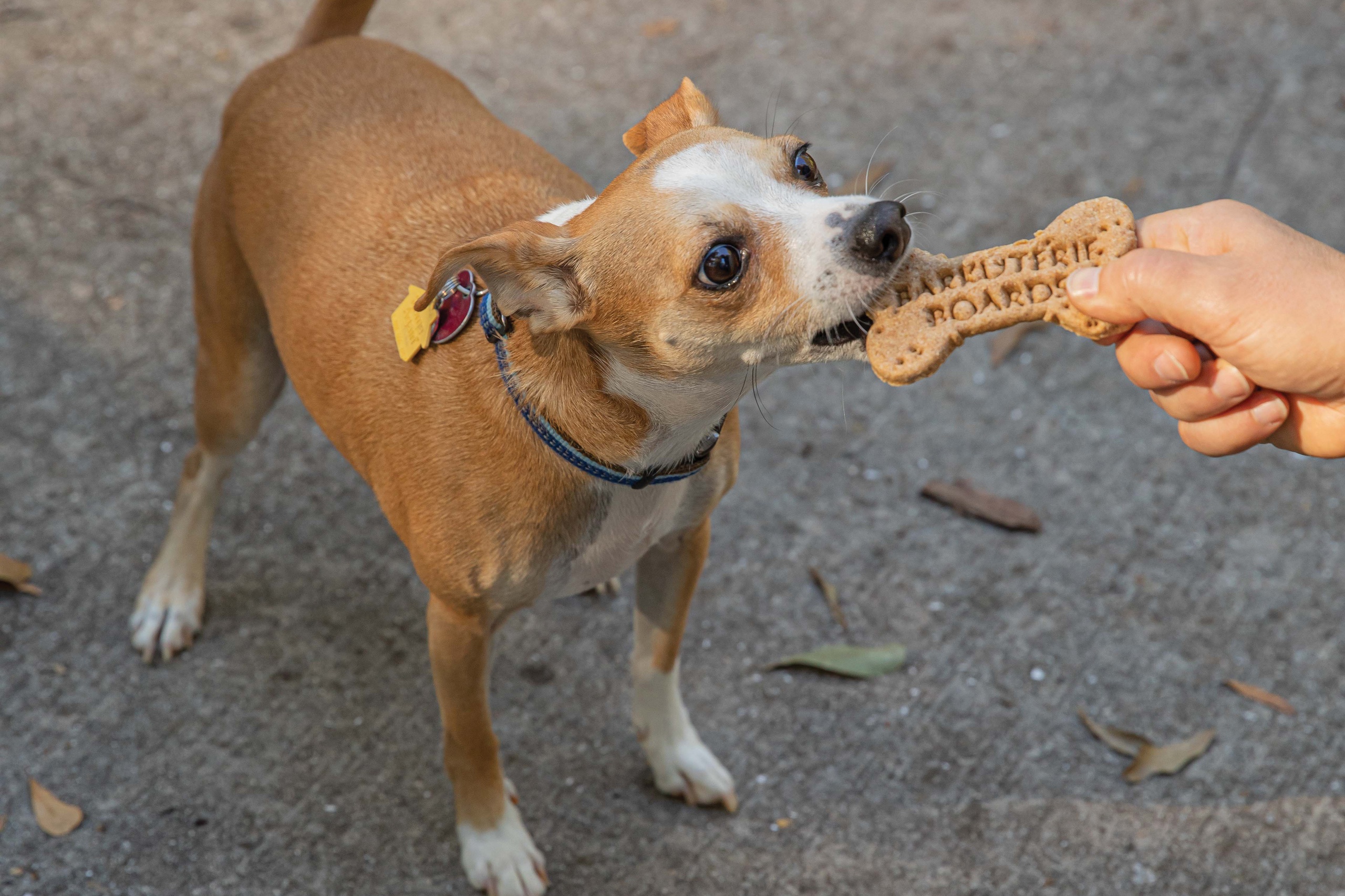 Creative K9 Cuisine