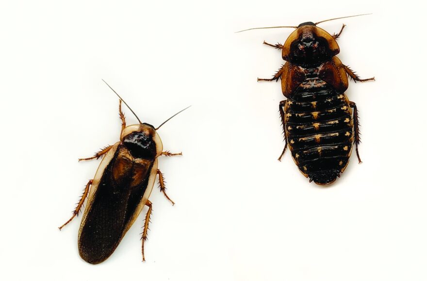 The Truth About Roaches