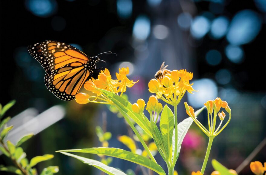 A Monarch Worth Protecting