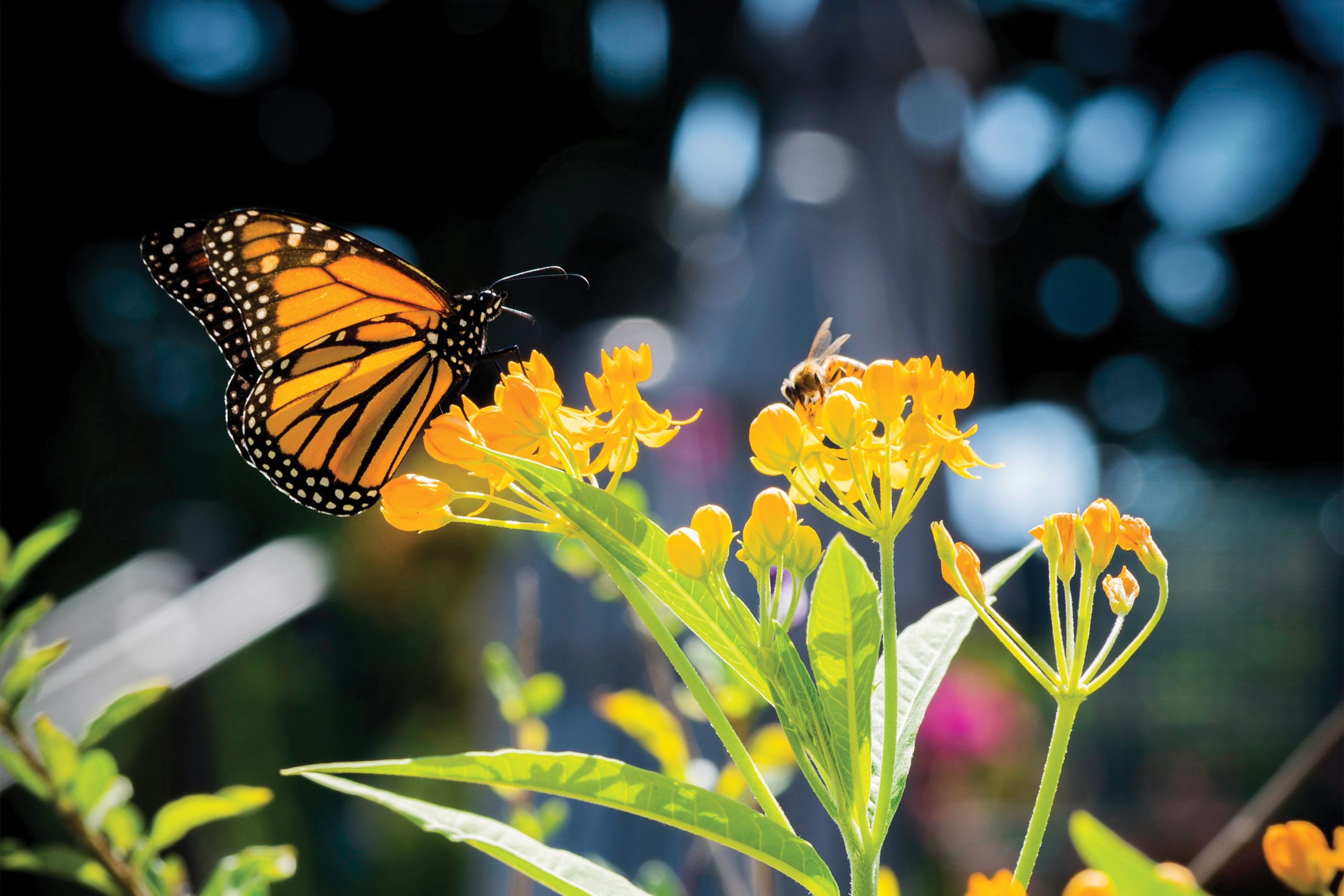 A Monarch Worth Protecting