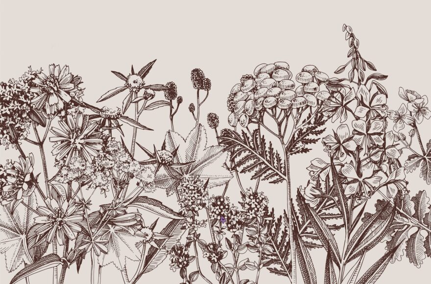 Favorite Four - botanical illustration of goldenrod, mullein, nettles and purslane