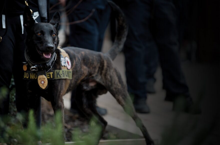 Honoring Our Four-Legged Heroes