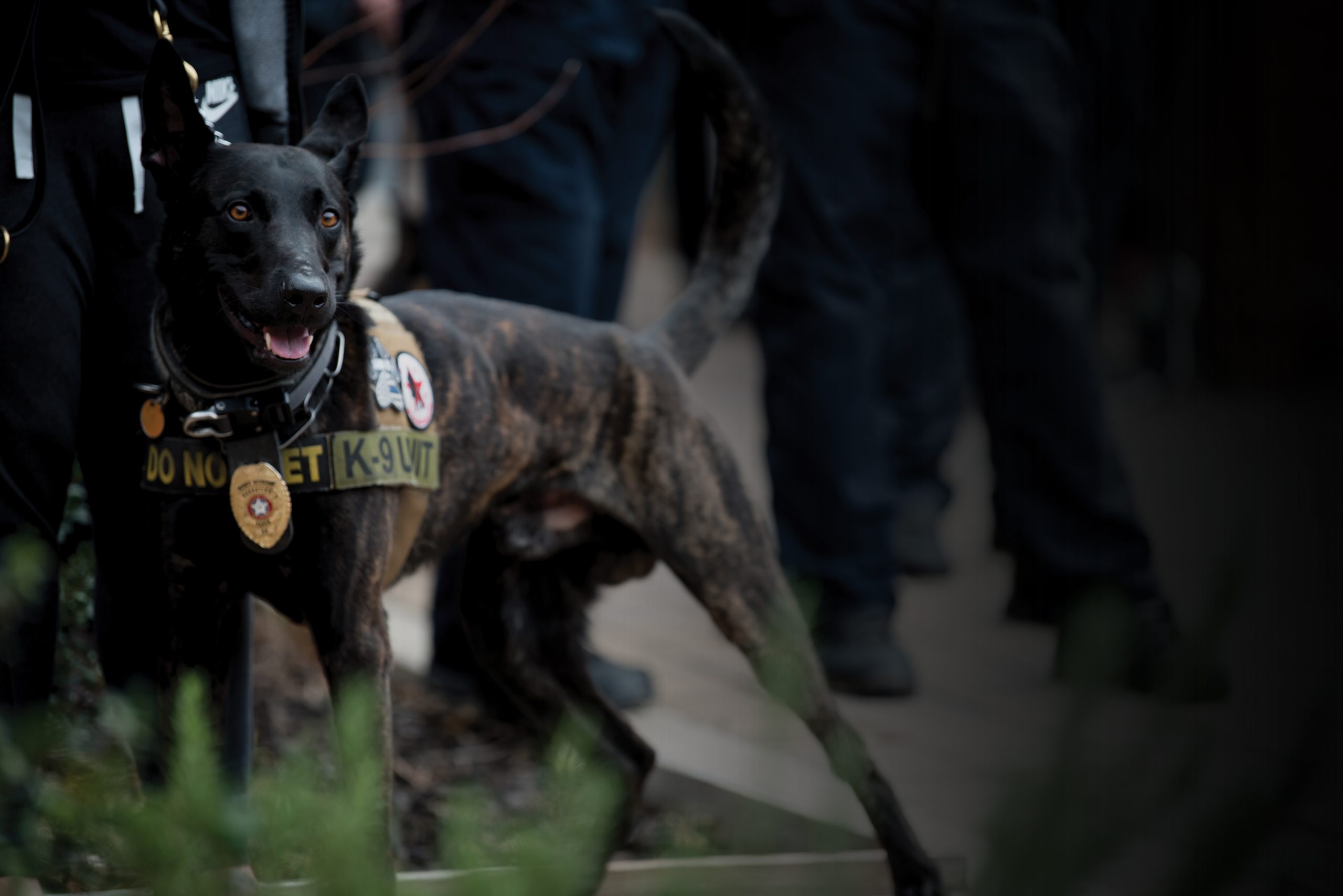 Honoring Our Four-Legged Heroes