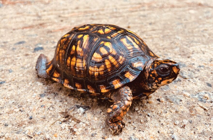 Lessons from the Turtle
