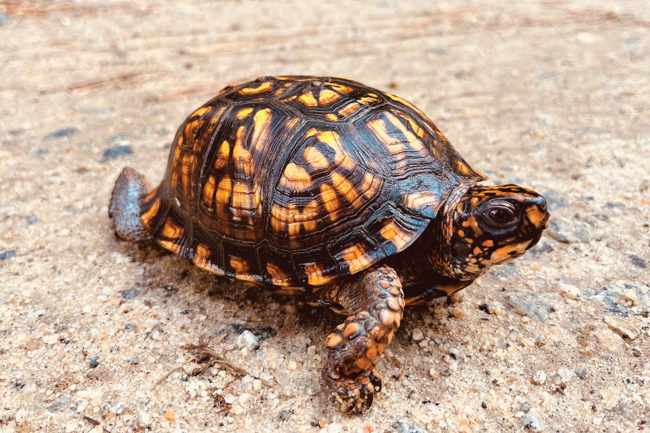 Lessons from the Turtle