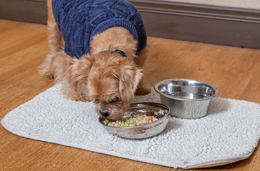 The Whole Pet Diet Chicken Stew
