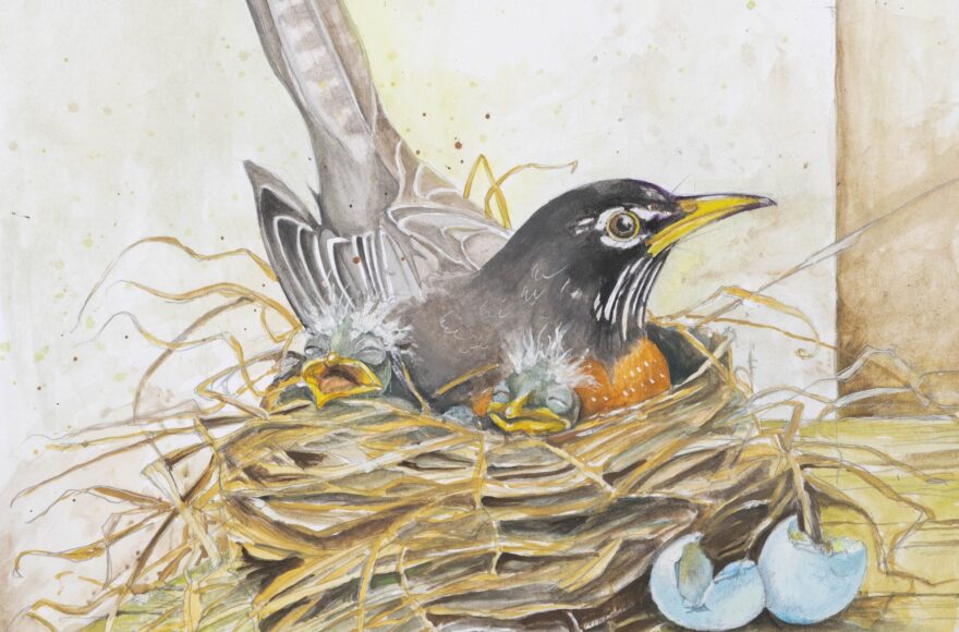 Thoughts on an Empty Nest